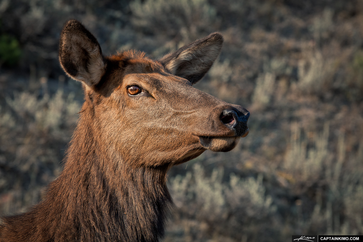 Female Elk Head Shot from Yellowstone National Park Mammoth Hot Springs