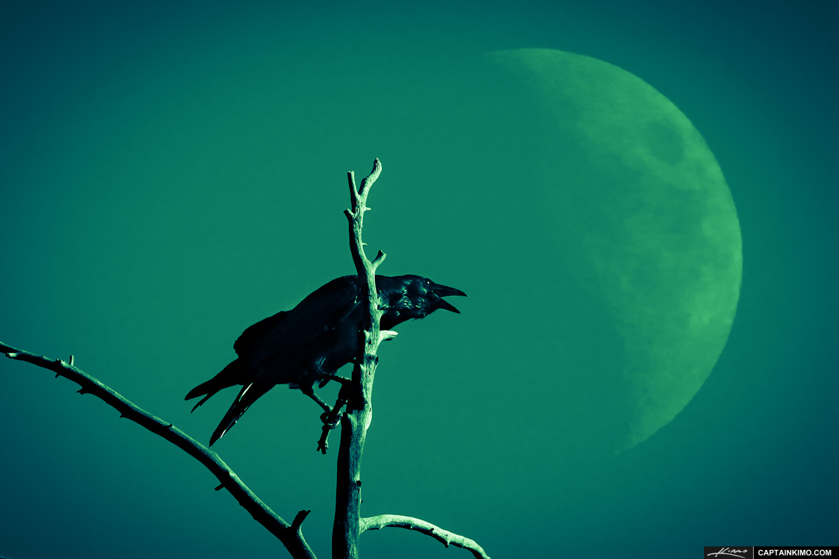 Large Black Raven Crow and Rising Moon at Yellowstone