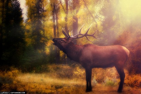 Six-point Bull Elk from Yellowstone National Park