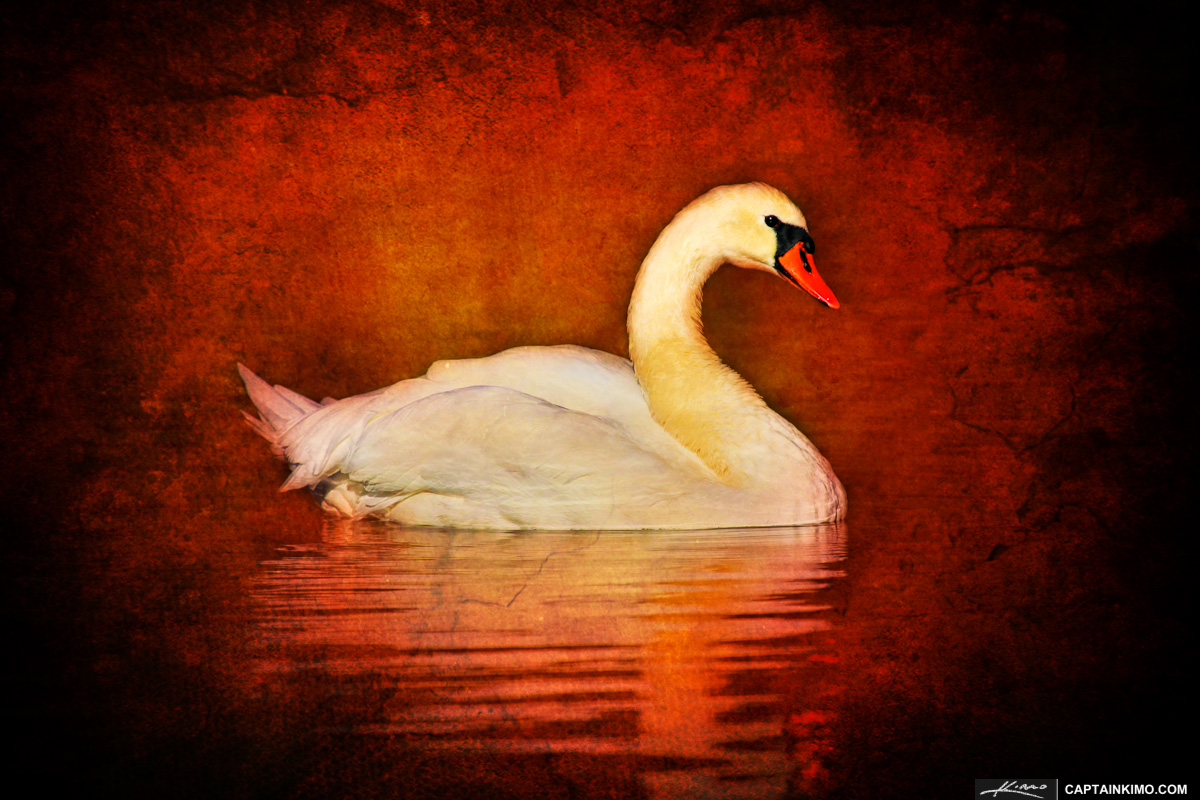 Swan Textured Photo Bird Art Swimming in Pond at Boston Public Garden