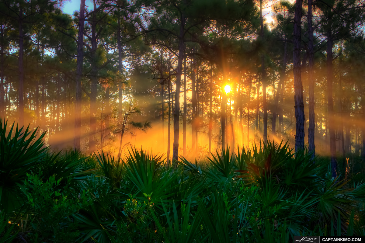 Sunrise at Pine Forest and Palm Scrubs
