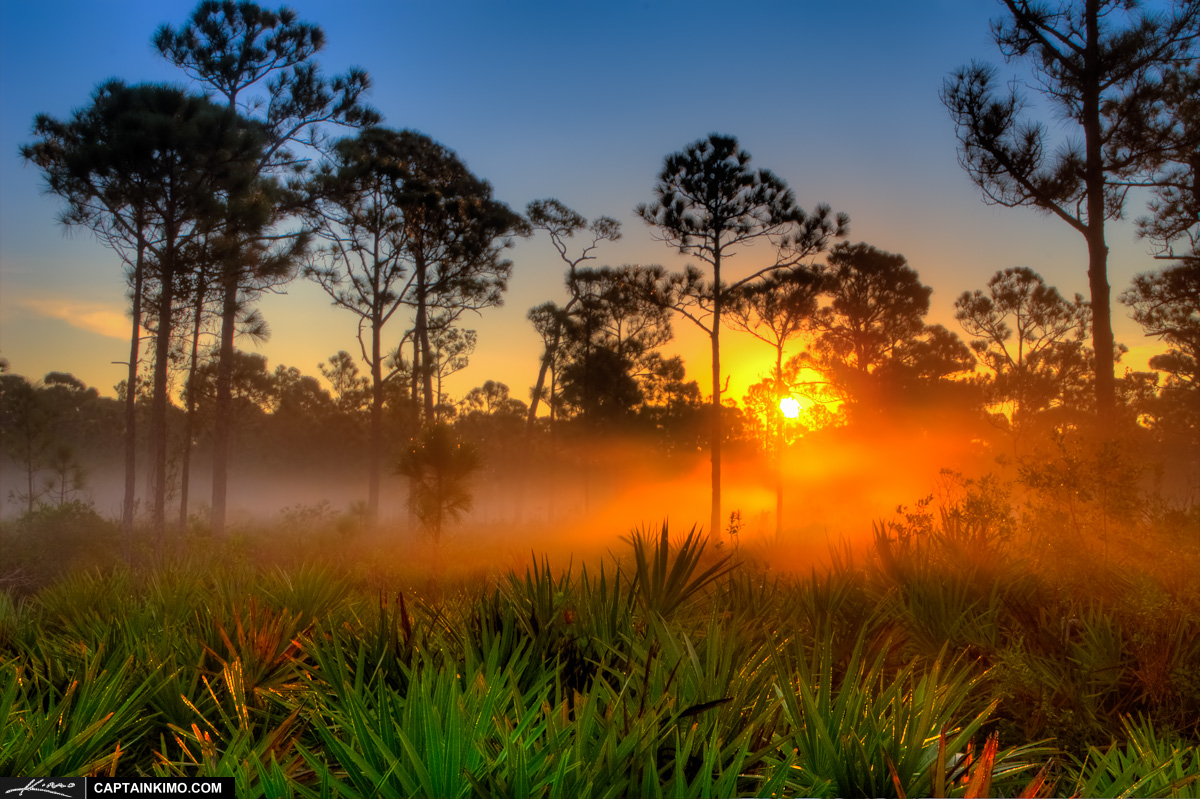 Sunrise Over Foggy Morning in Florida Pine Woods