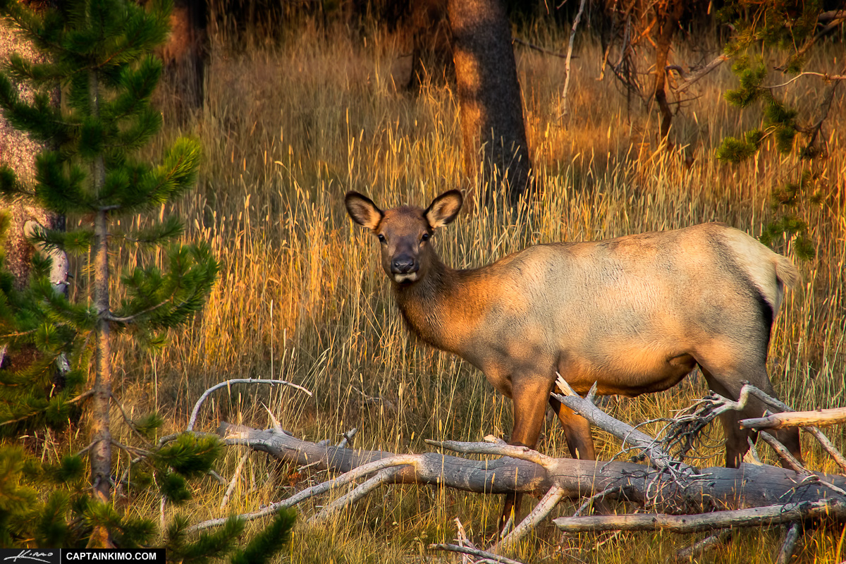 Female Elk in Woods at Yellowstone National Park
