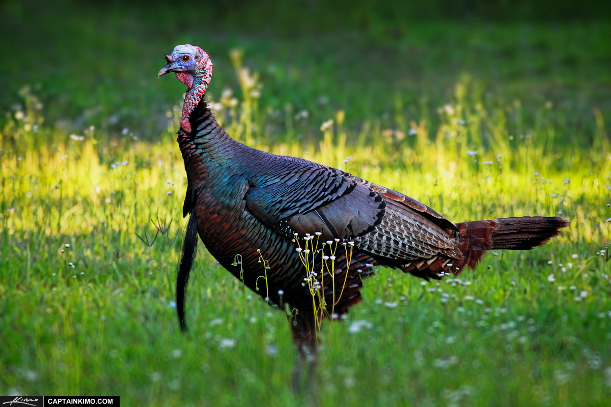 Thanksgiving Turkey from Riverbend Park Jupiter Florida