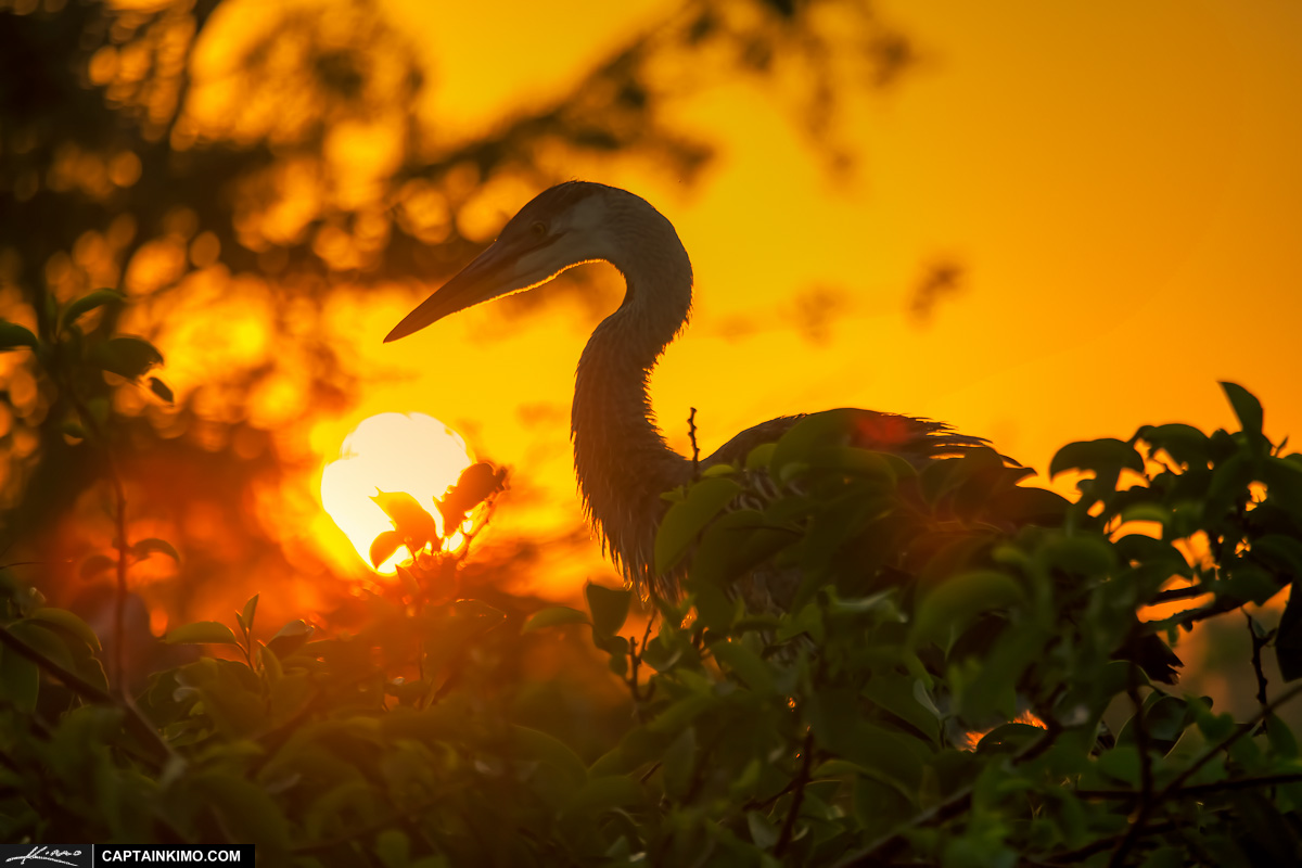 Great Blue Heron at Sunrise in Florida Wetlands