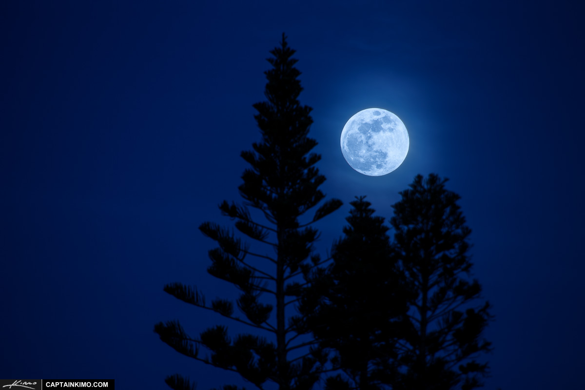 Full Moon Rise Over Pine Tree in Palm Beach Florida