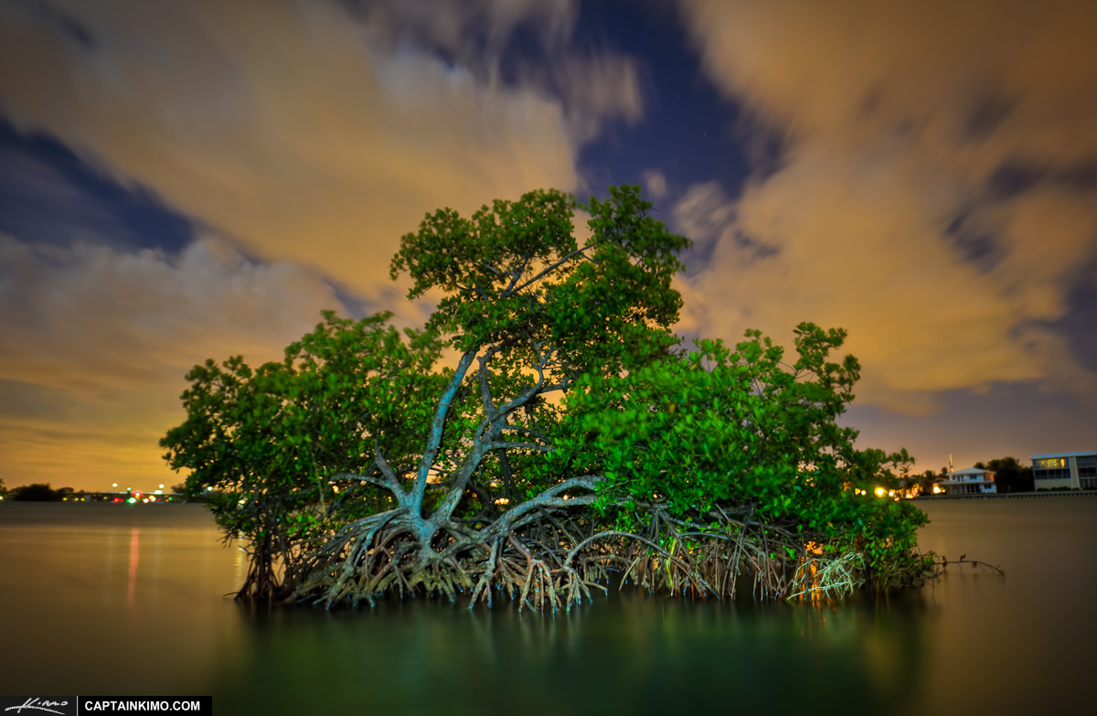 Mangrove Tree Under the Moon Light at Jupiter Florida
