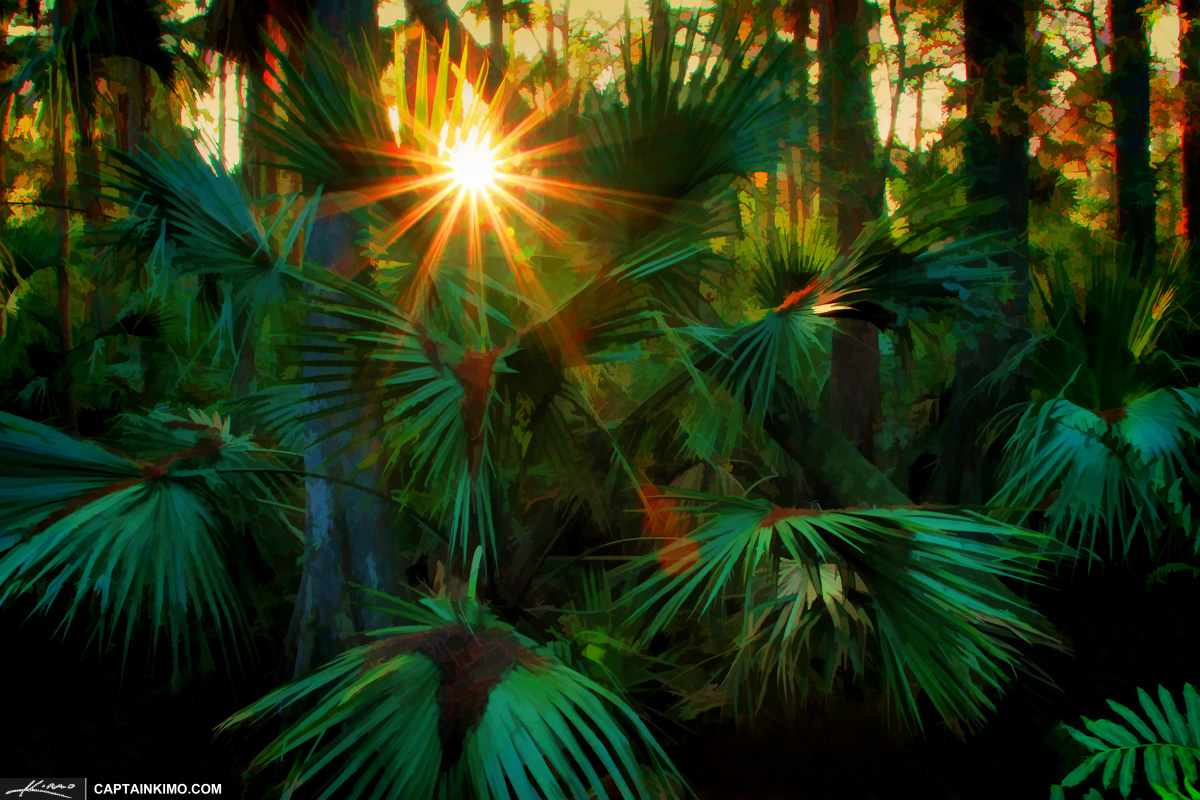 Sun Burst at Riverbend Park Wetlands Through Palm Frawns