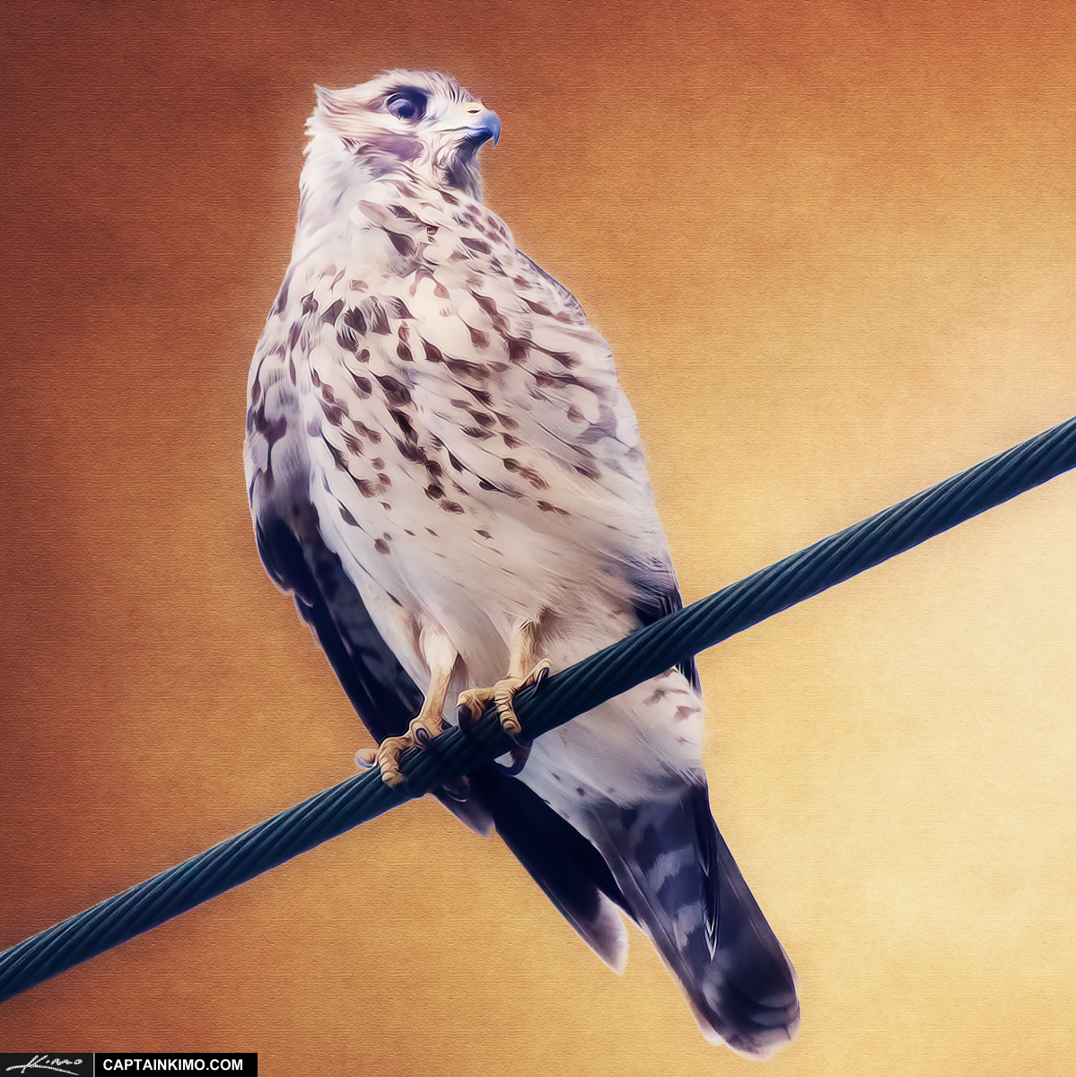 Hawk on Wire Bird Texture Photo Montage