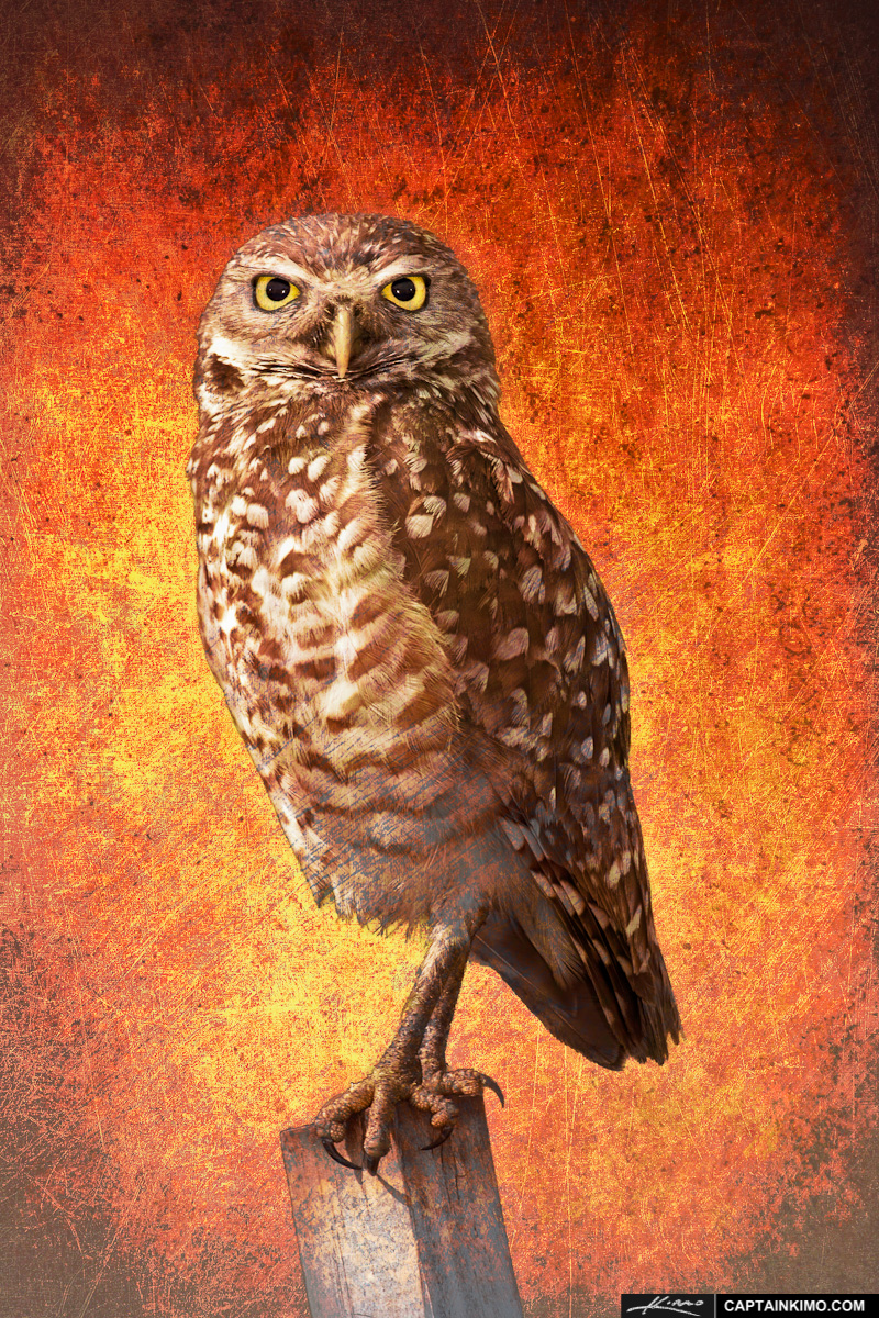 Burrowing Owl on Post Textured Photo Art