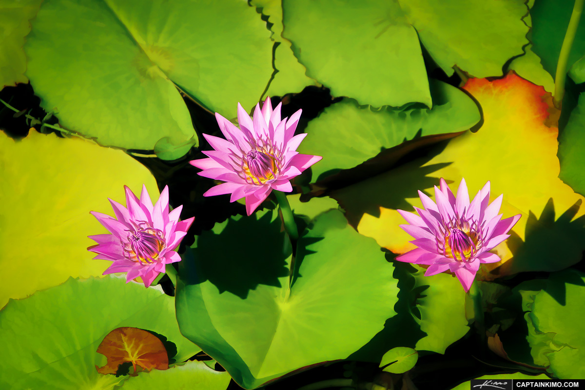 Lilypads with Flower from Small Florida Pond