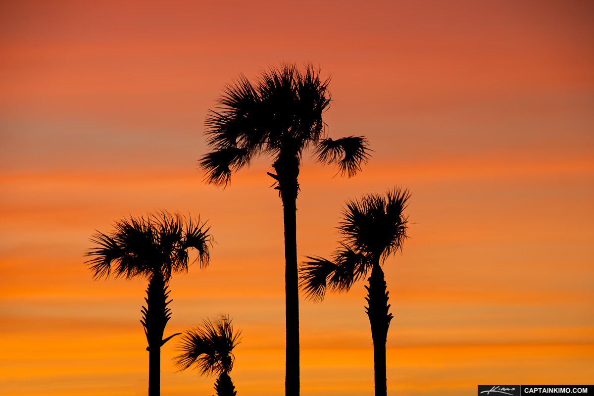 Family of Palm Trees During a Beautiful Florida Sunset