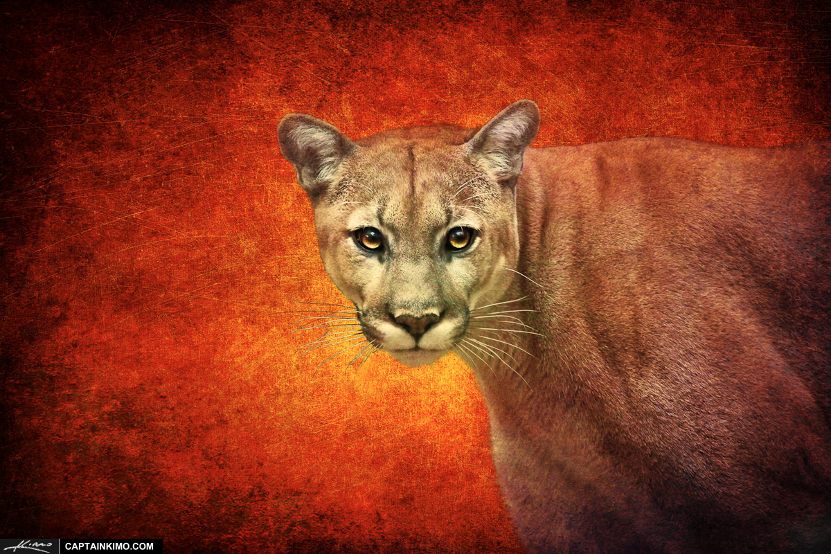 Florida Panther from Busch Wildlife Sanctuary with Photo Art Texture