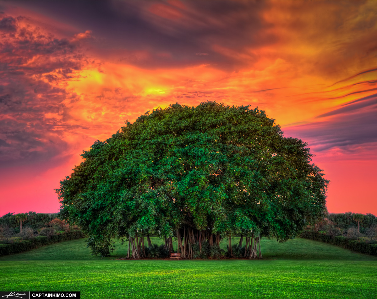 Banyan Tree with Pink Sky and Green Grass