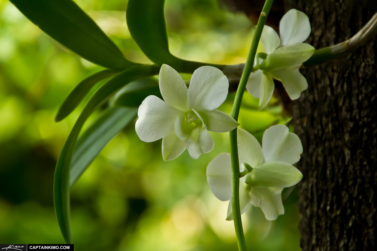 White Orchid Flower Growing on Tamarin Tree