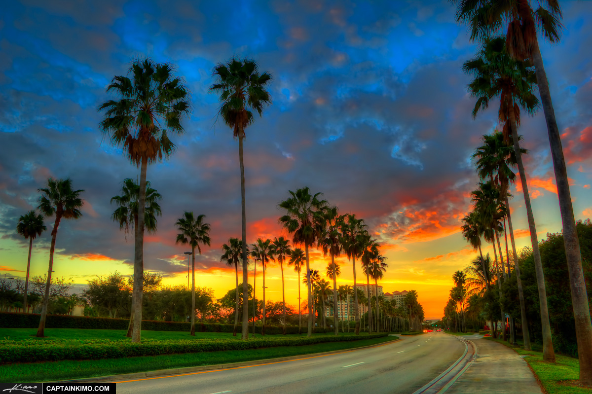 Palm Trees Along Gardens Parkway Street in Palm Beach Gardens