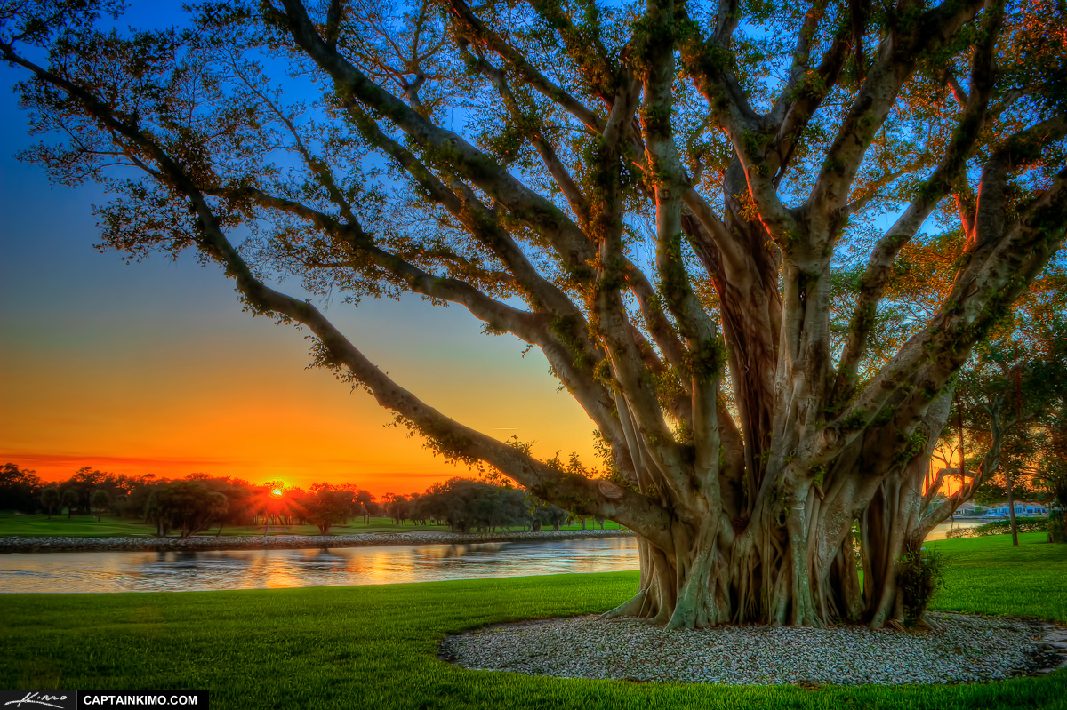Sunset at North Palm Beach Next to Banyan Tree at Intracoastal