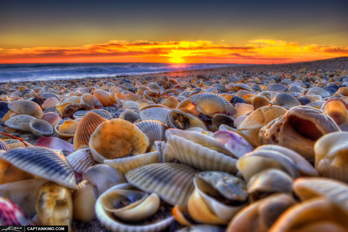 Seashells at Beach During Sunrise Hutchinson Island Florida