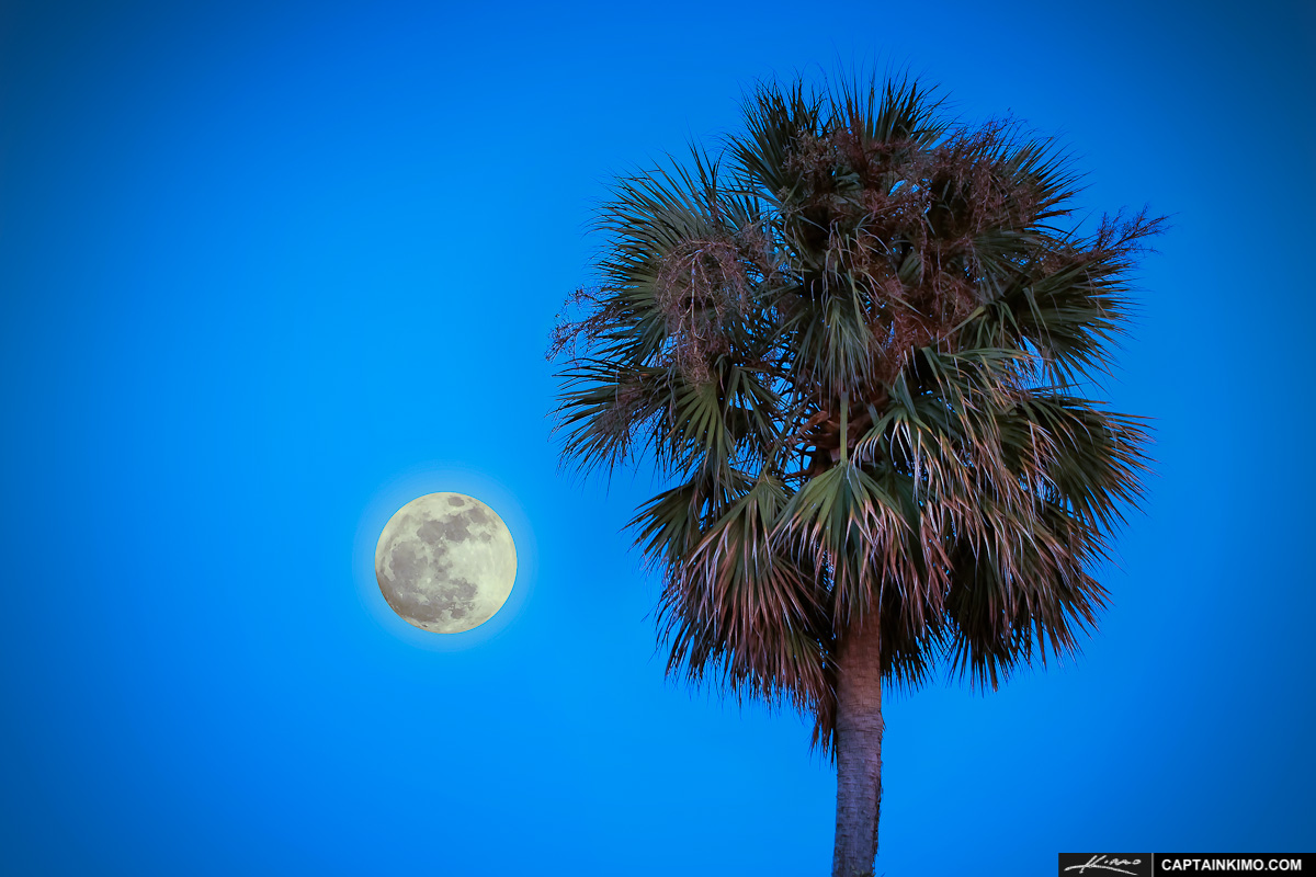 Moon Rise with Palm Tree Over Palm Beach County Florida