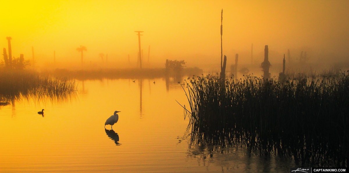 White Heron During Foggy Morning Sunrise at Viera Wetlands