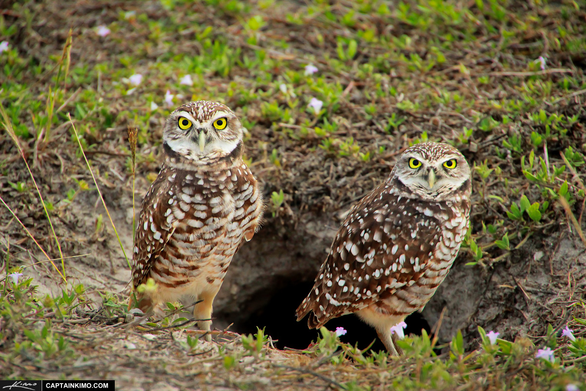 Pair of Burrowing Owls at Marco Island Florida