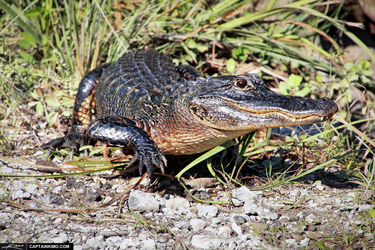 Gator on the Prowl on Loop Road Everglades Florida
