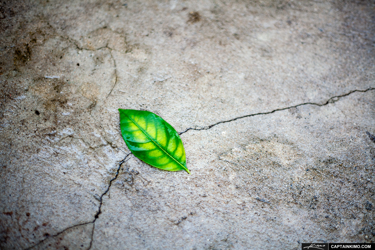 Simple Leaf on Concrete in Thailand Village