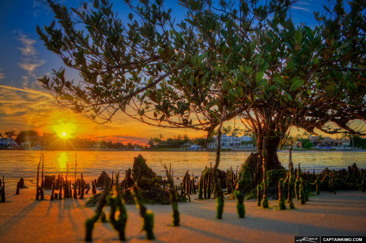 Mangrove Tree Sunset at Jupiter Ridge Park Intracoastal