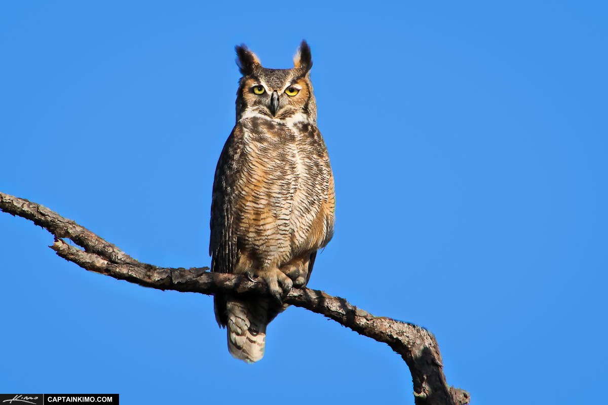 Great Horn Owl Perched in Pine Branch in Forest
