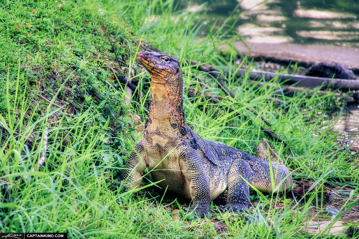 Large Monitor Lizard Along Lake Shore in Bangkok Thailand