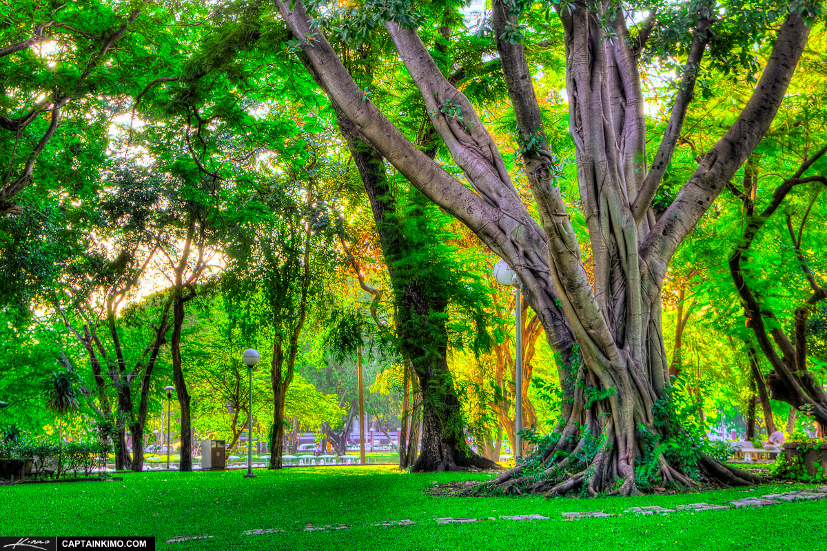 Banyan Tree in Lumpini Park Bangkok Thailand