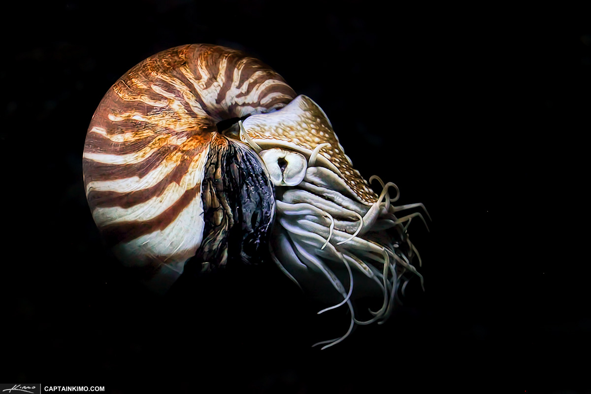 Chambered Nautilus Cephalopod from Siam Paragon