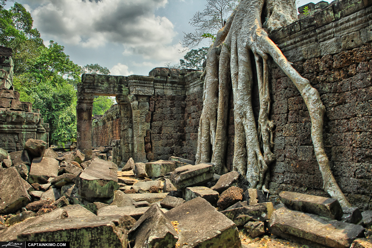 Tree Root at Ancient Temple Angkor Wat Cambodia