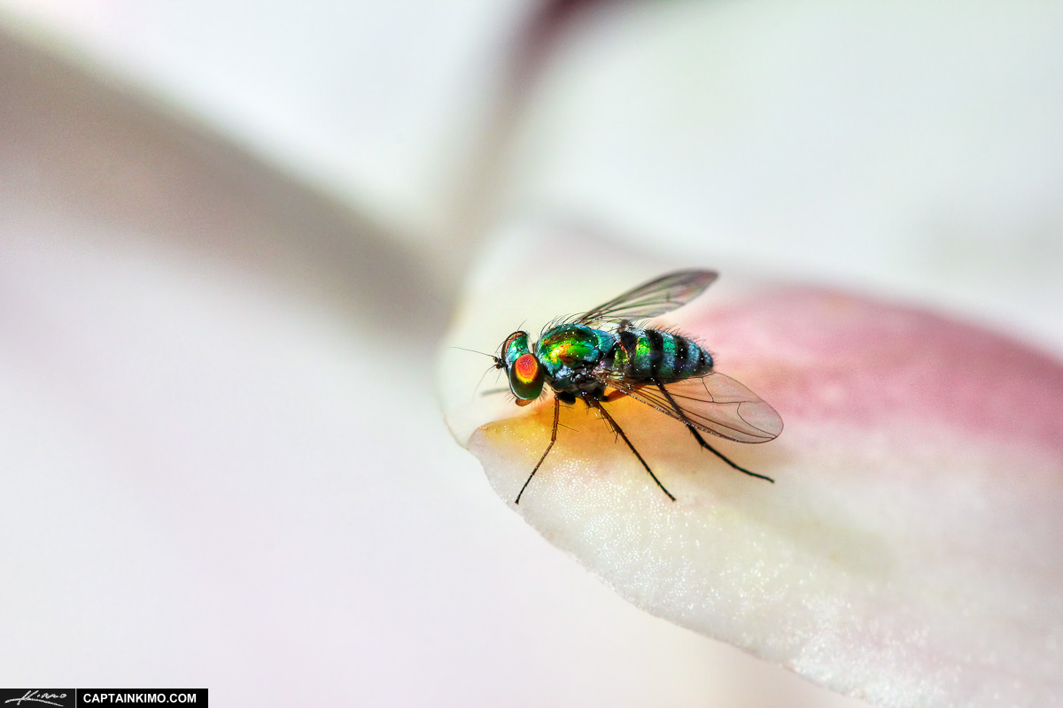Fruit Fly on White Orchid Up-close Macro Image