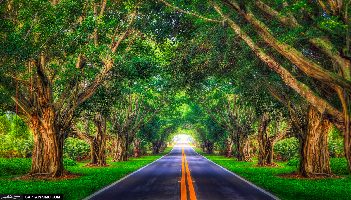 Road Underneath the Bayan Trees Hobe Sound Florida
