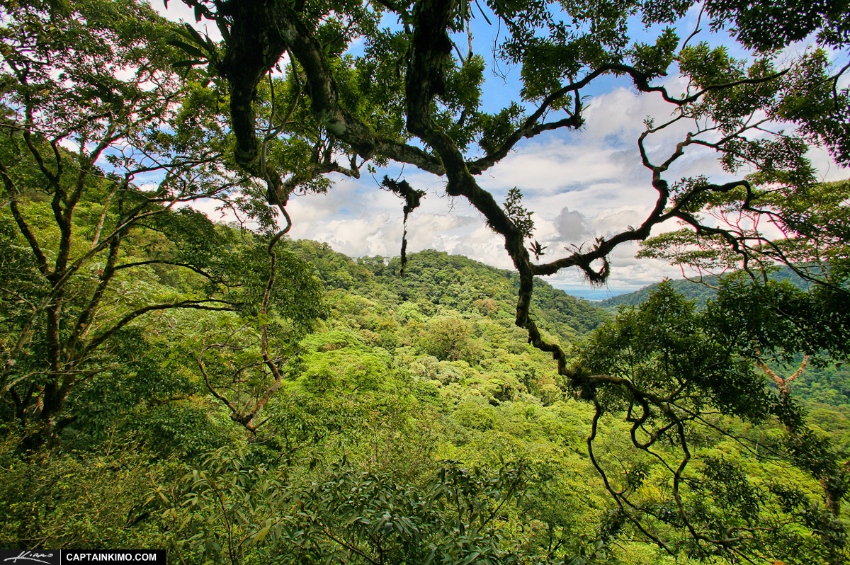 Tree Canopy at Tropical Rainforest in Costa Rica