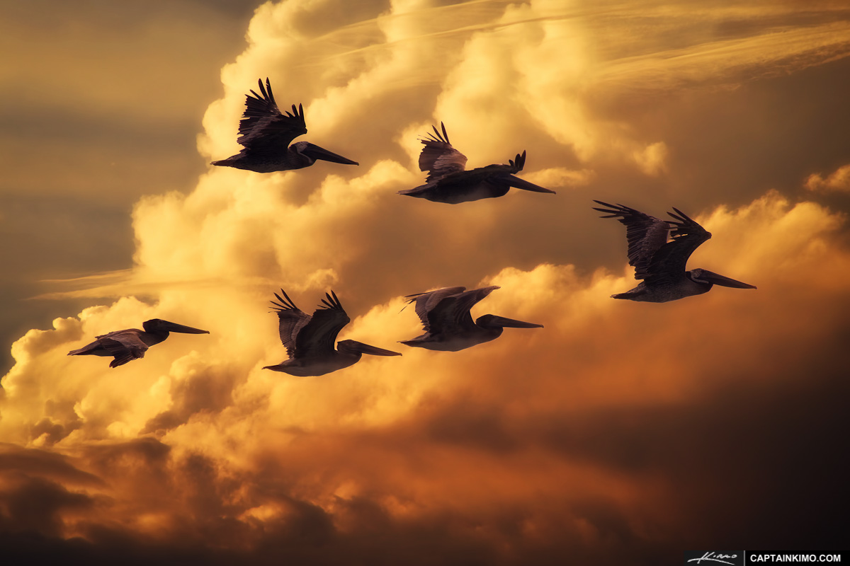 Flock of Pelicans Flying Through Florida Sky