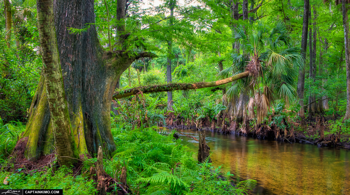 Loxahatchee River in Cypress Forest with Palm Tree