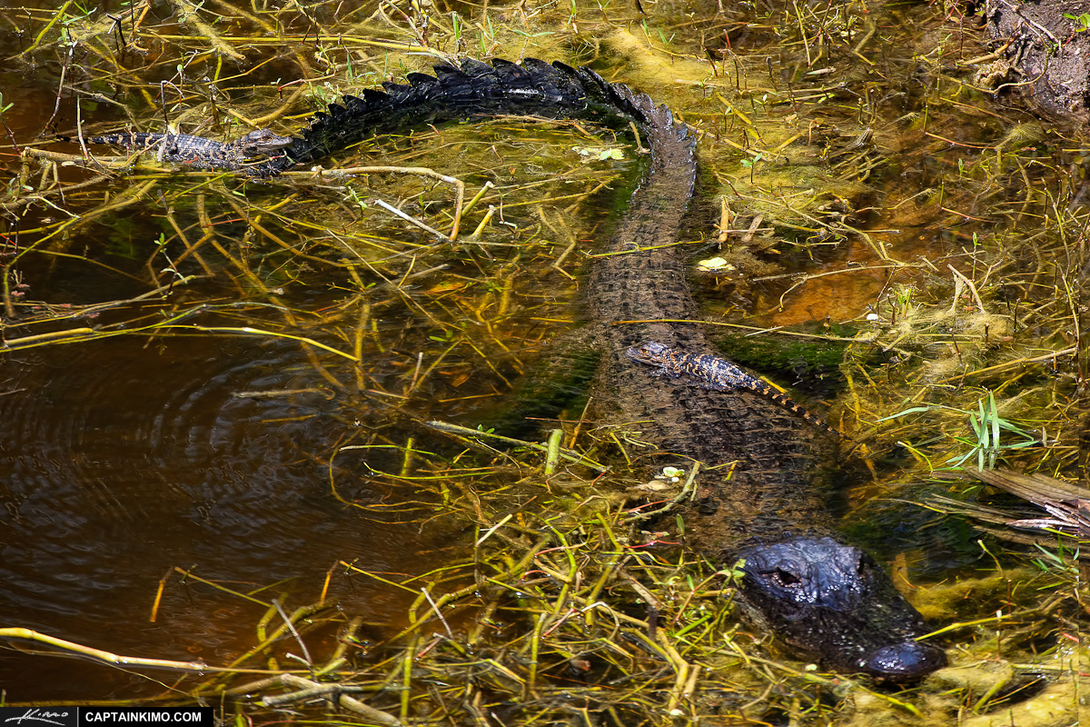 Mother Alligator Protecting Baby Gators in Florida Water