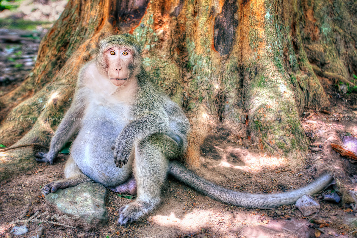 Fat Chunky Monkey at Siem Reap Cambodia Angkor Wat