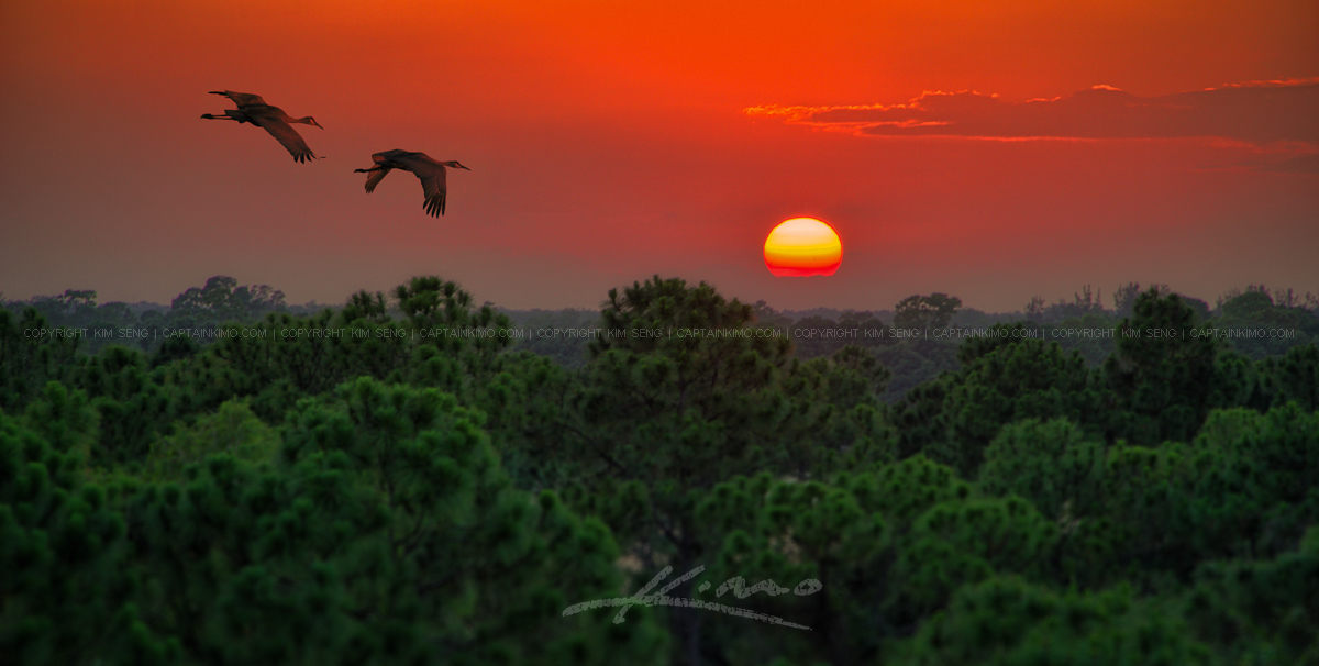 Sandhill Crane Pair Flying Over Florida Pine Forest at Sunset