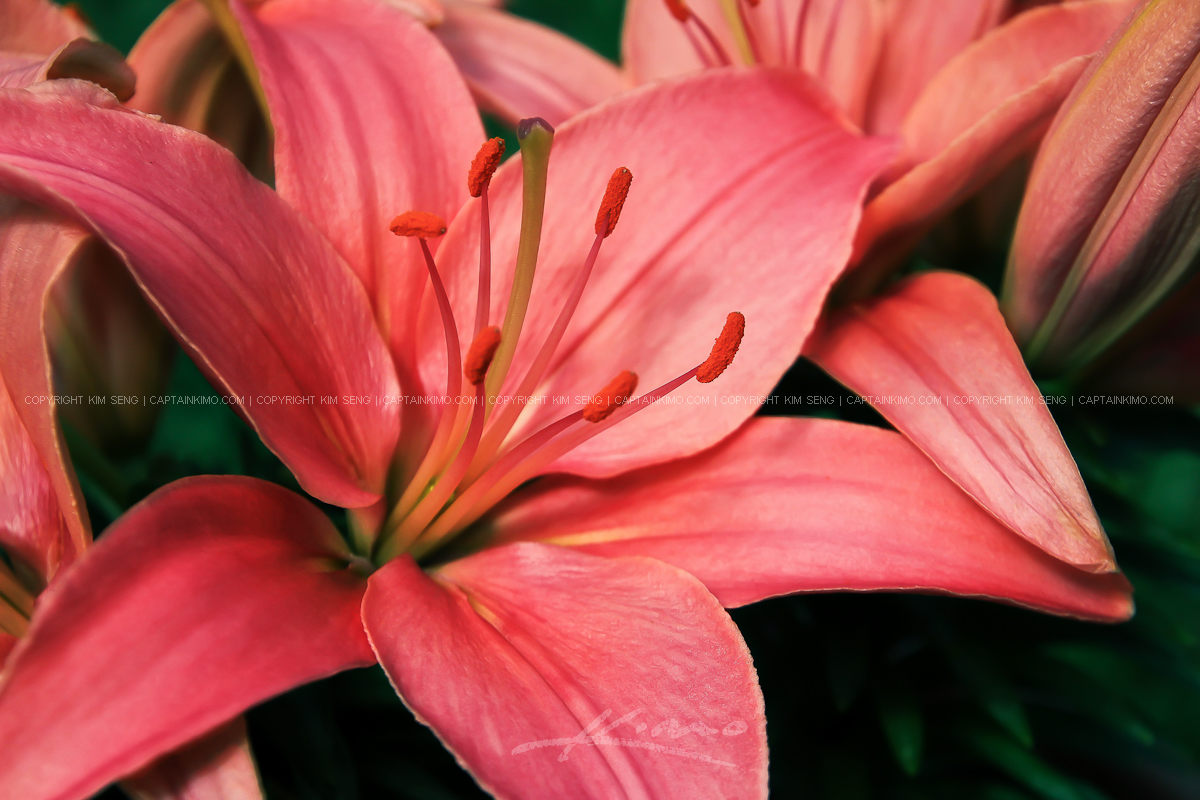 Pink Asiatic Lily Flower in Bloom