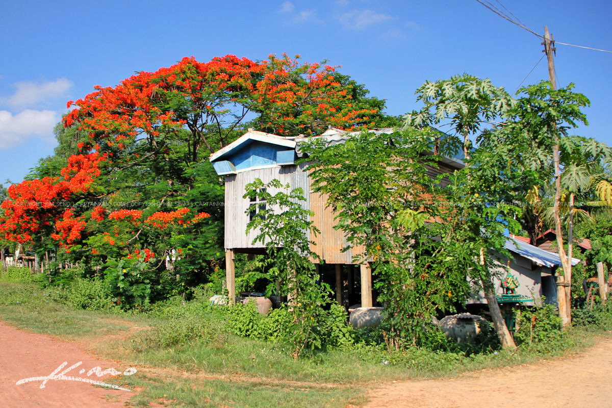 Royal Poinciana Tree with Small Cambodian House in Battambang