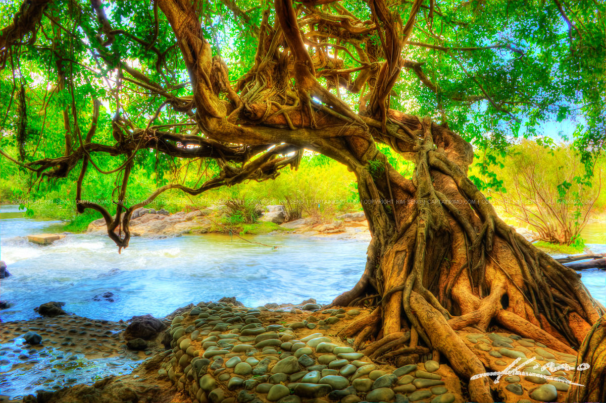 The Tree at the River in Cambodia