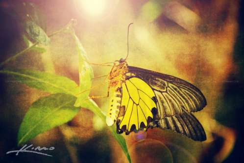 wpid19929-Golden-Birdwing-Southeast-Asia-Butterfly-Cambodia.jpg