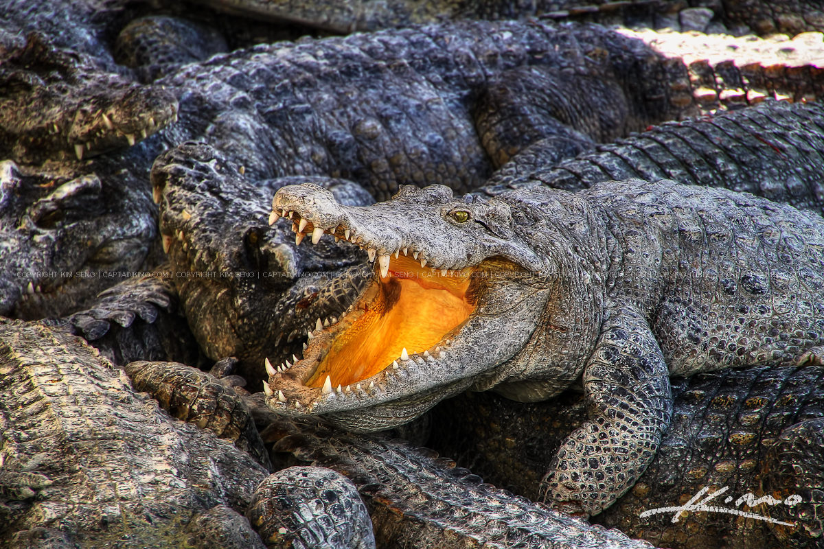 Crocodile from Croc farm in Battambang Cambodia