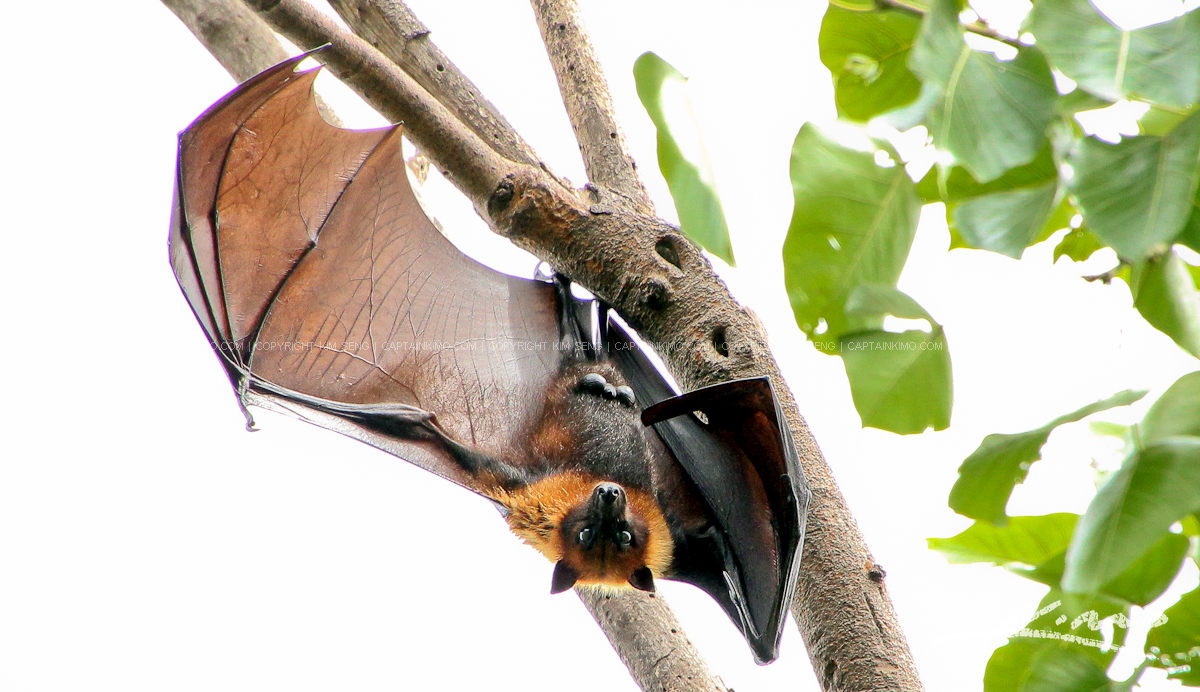 Large Bat from Banan Battambang in Cambodia