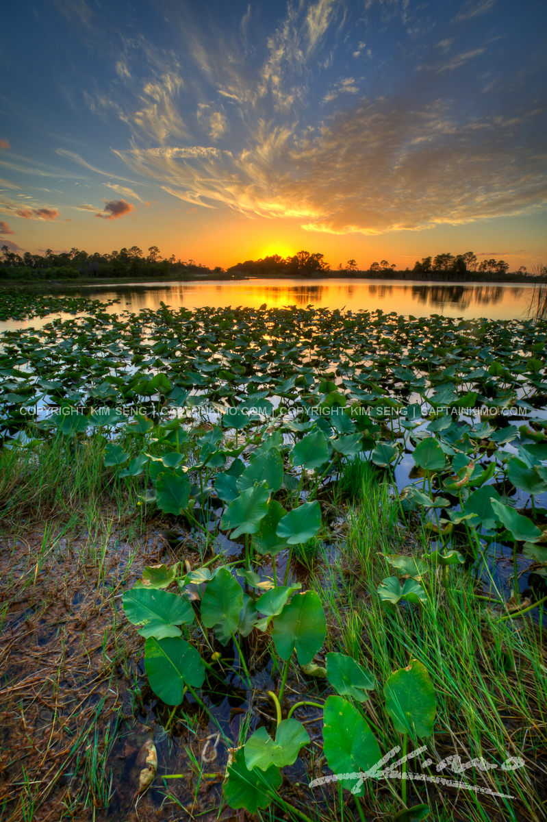 Wetland Slough Sunset at Lilypad Lake in Florida