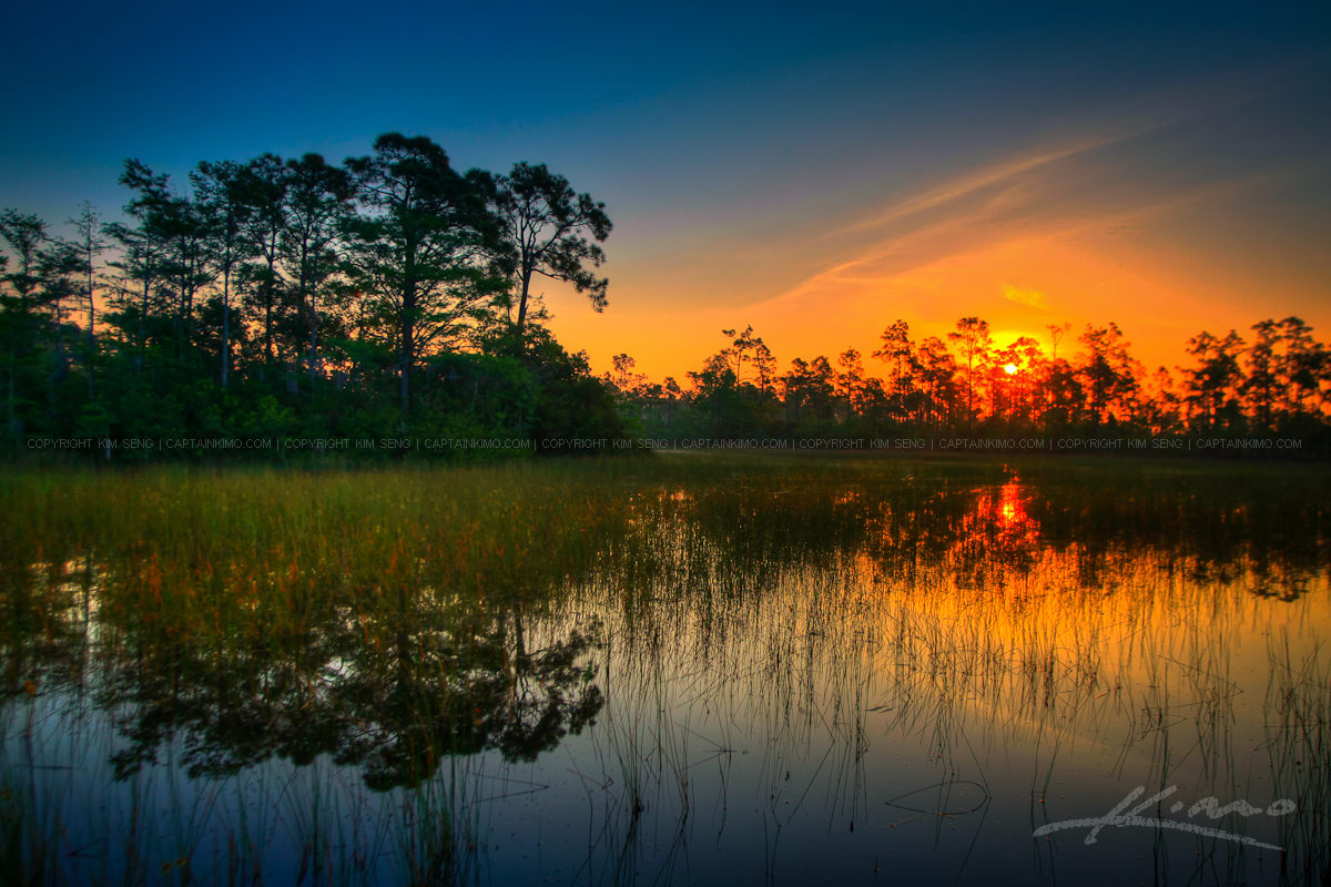 Wetland Slough in Jupiter Florida During Sunrise