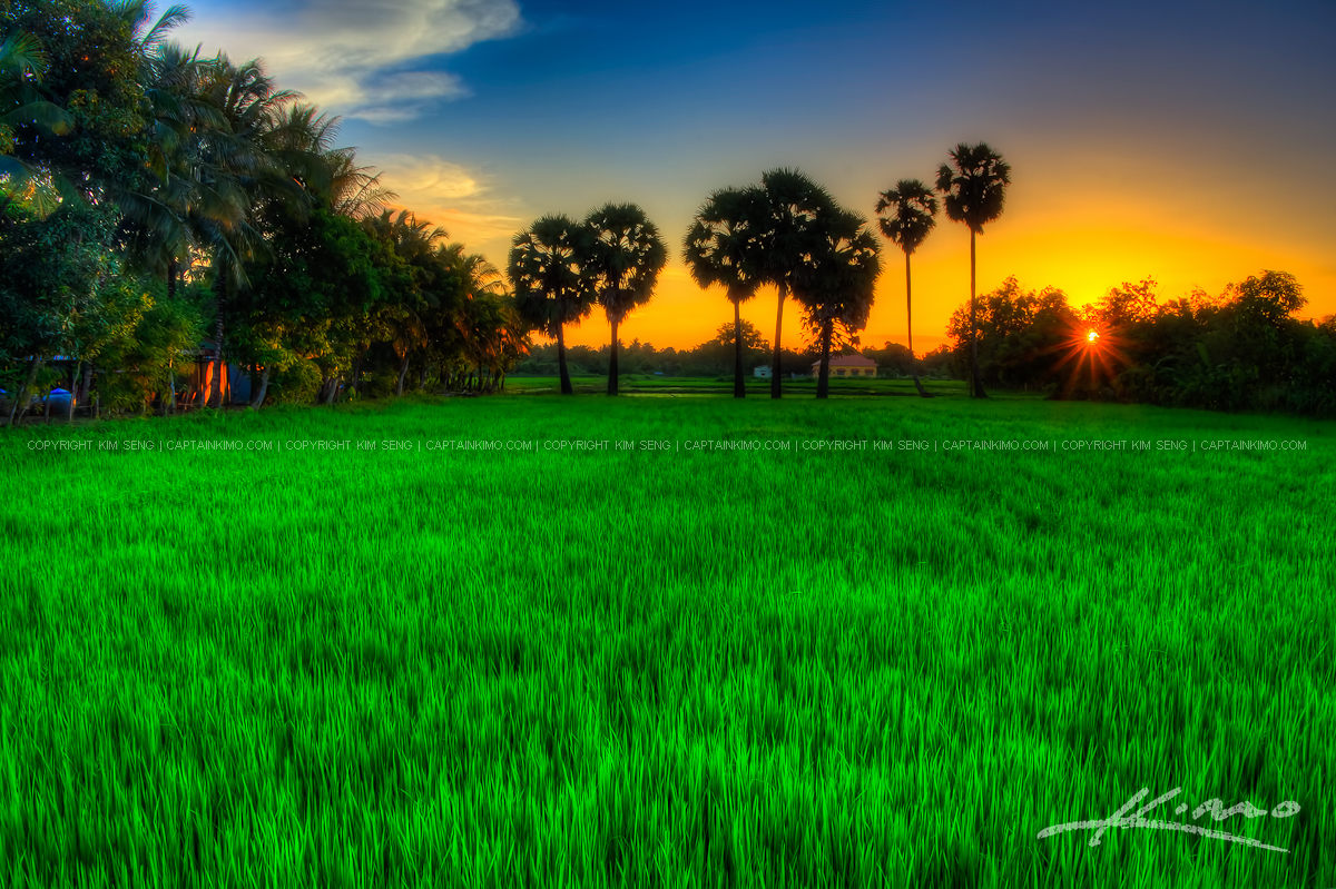 Cambodian Rice Field During Sunset in Battambang